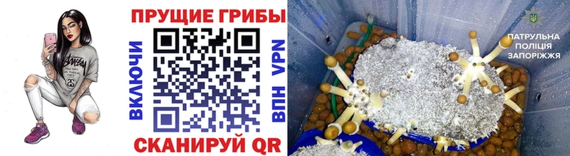 Псилоцибиновые грибы ЛСД Фрязино